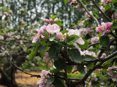Apple Blossom 
