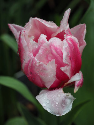 The pink one