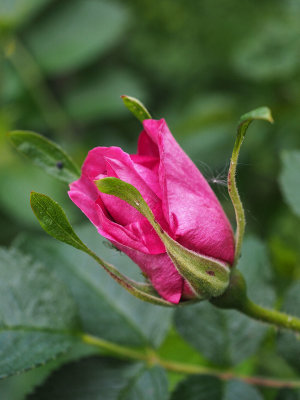Bud