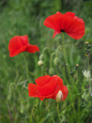 Poppies