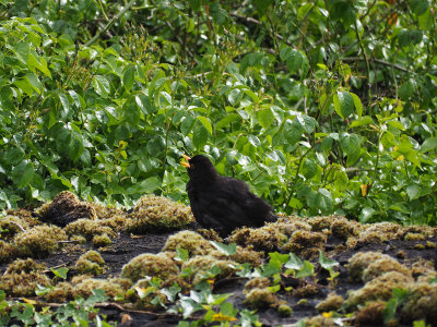 Blackbird