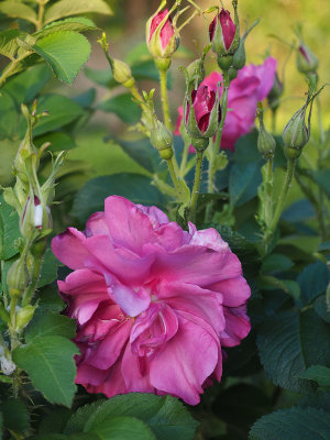 June roses