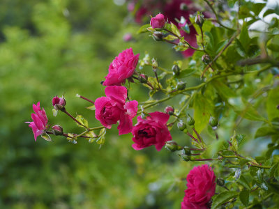 Roadside roses