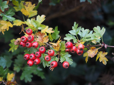 Autumnal