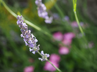 lavender