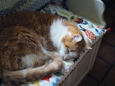 Cat nap