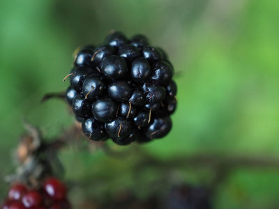 Hedgerow jewel
