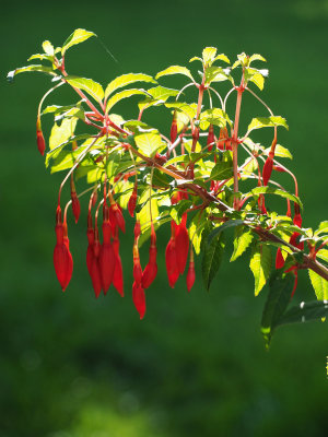 Backlit fuchsia