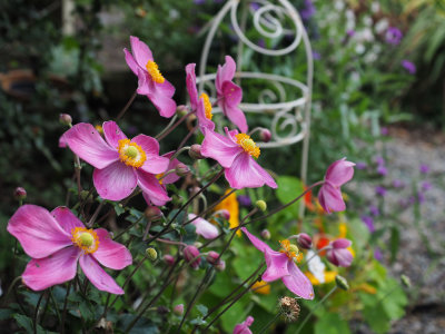 September flowers