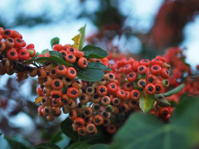 Berries