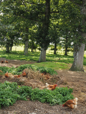 Happy hens