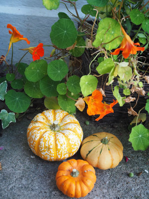 Mini Pumpkins