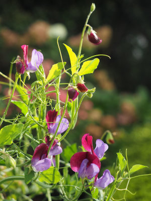 Last of the sweetpea