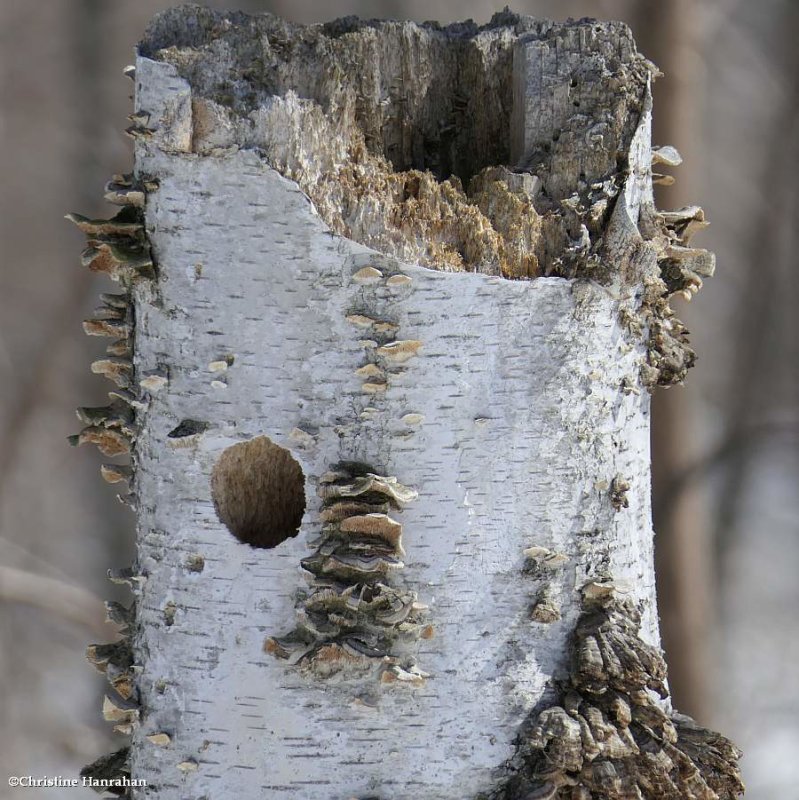 Chickadee nest cavity