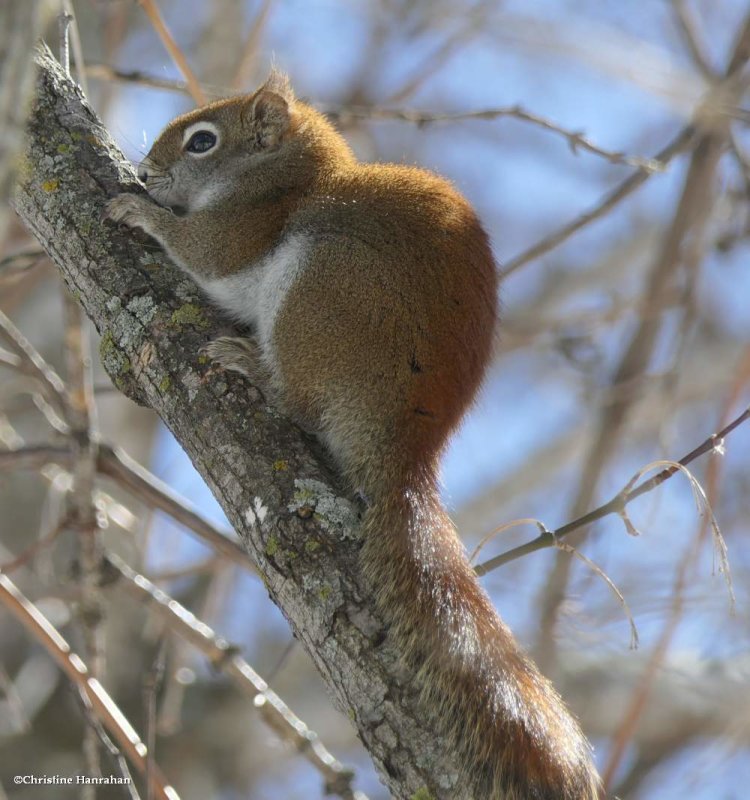 Red squirrel  (Tamiasciurus hudsonicus)
