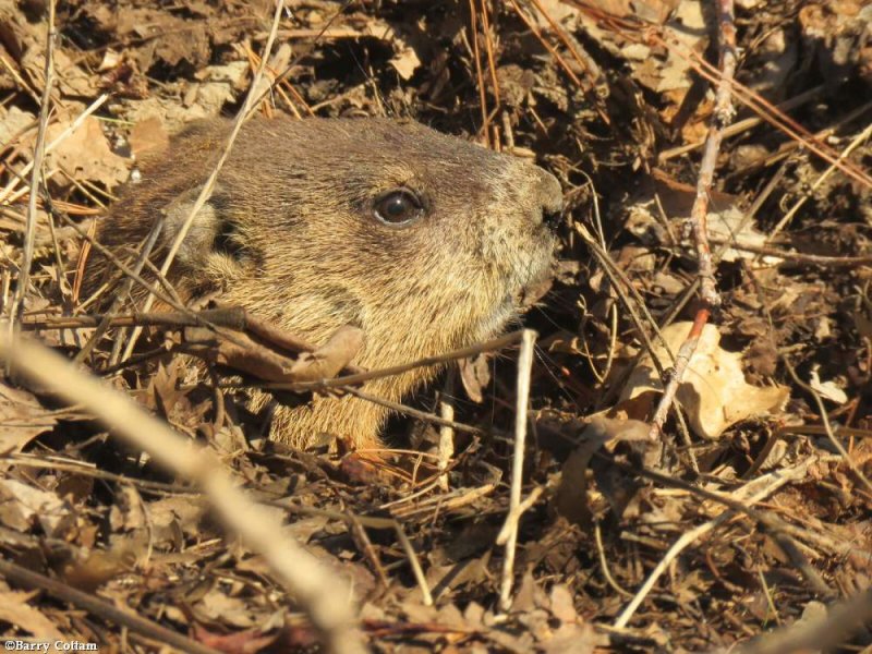 Groundhog (Marmota monax)