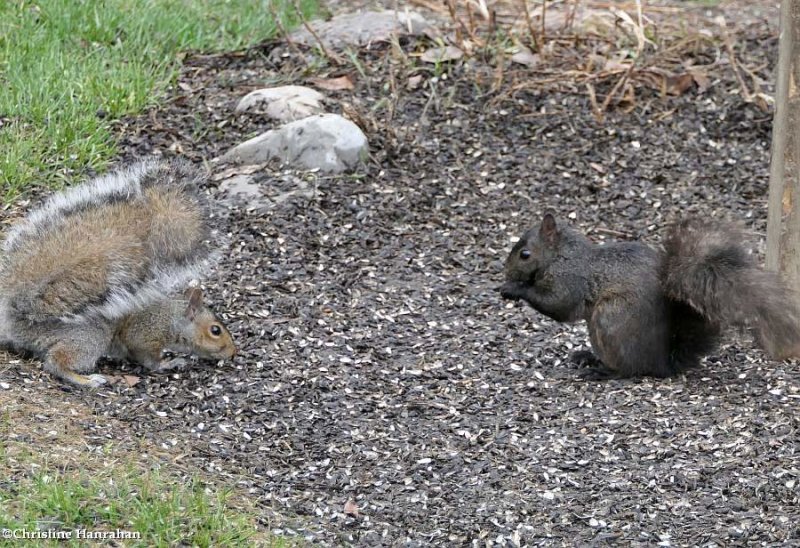 Grey squirrel (Sciurus carolinensis)