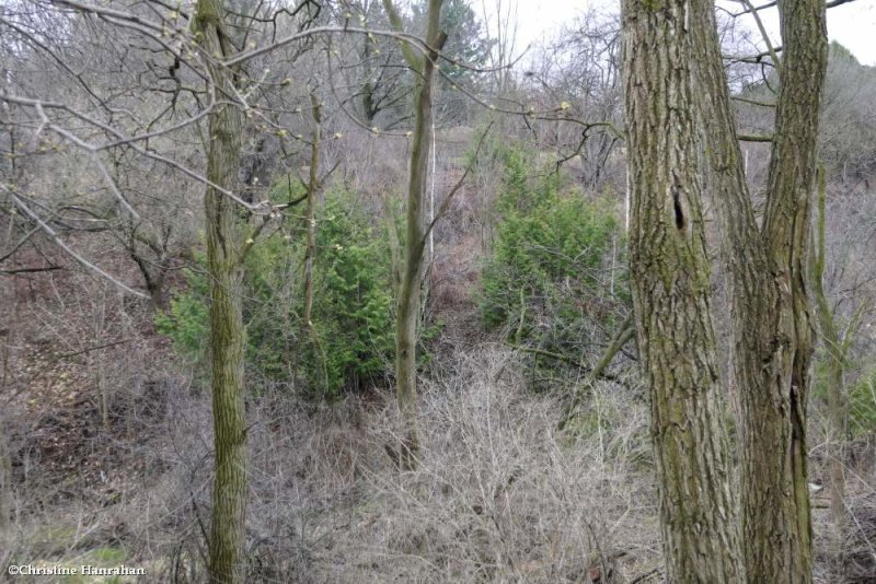 The ravine