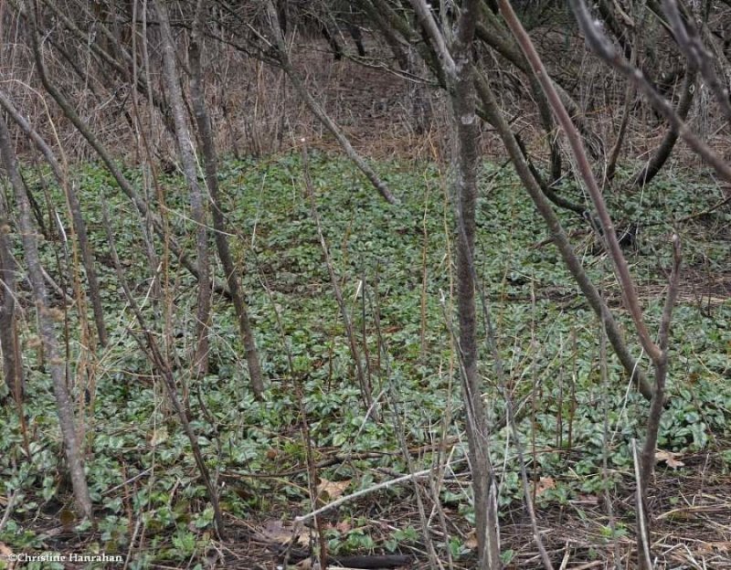 Lamium