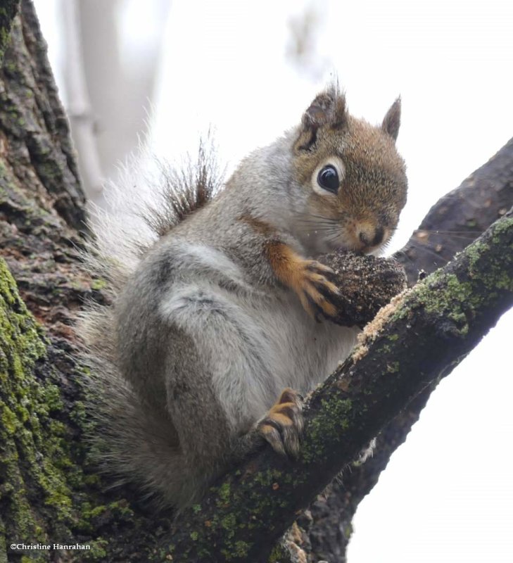 Red squirrel  (Tamiasciurus hudsonicus)