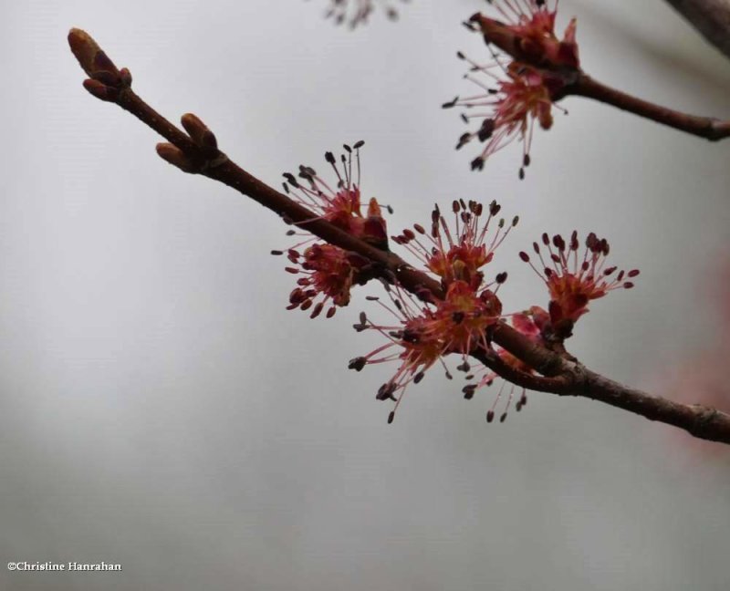Red maple (Acer rubrum)