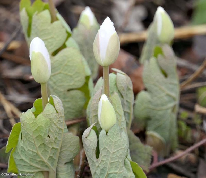 Bloodroot (Sanguinaria canadensis )