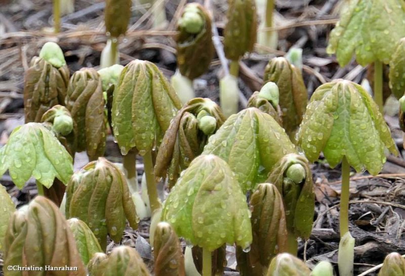 Mayapple (Podophyllum peltatum)