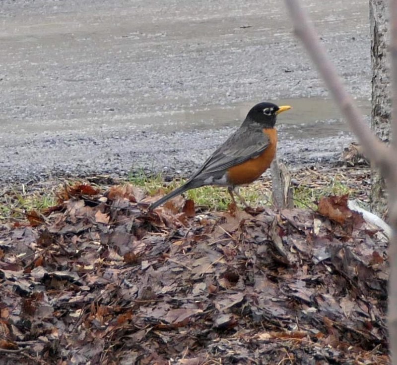 American robin