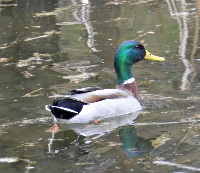 Mallard, male