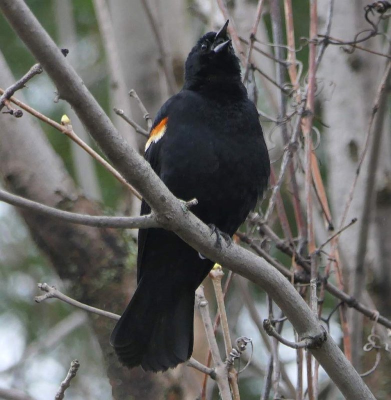 Red-winged blackbird, male