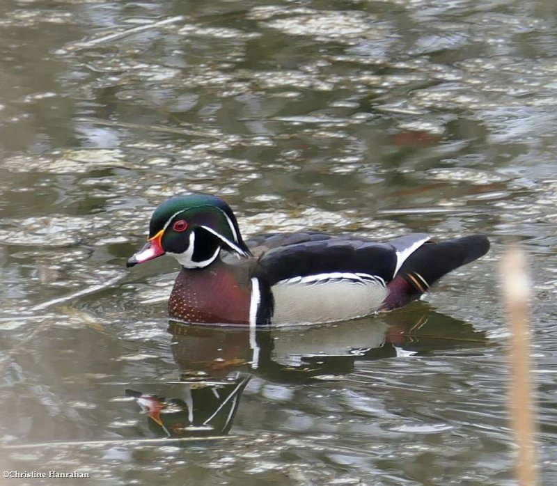 Wood duck, male