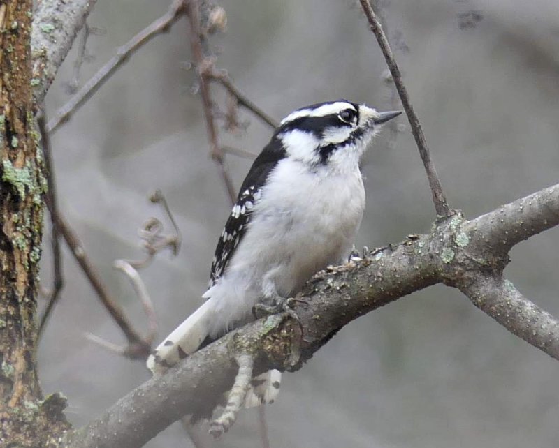 Downy woodpecker, female
