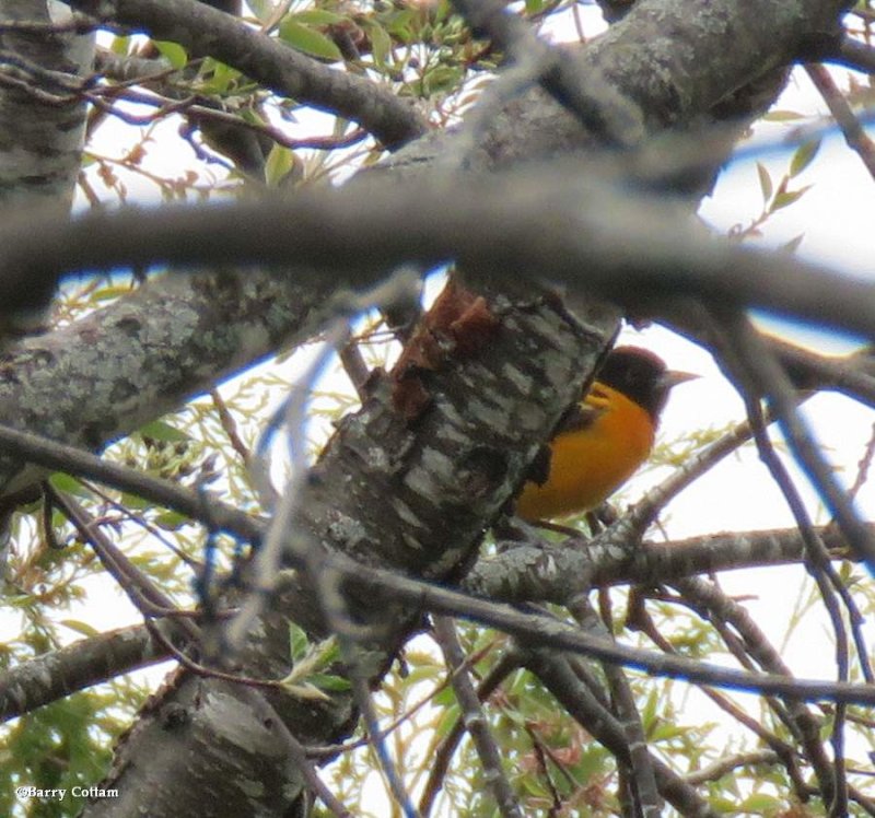 Baltimore oriole, male 