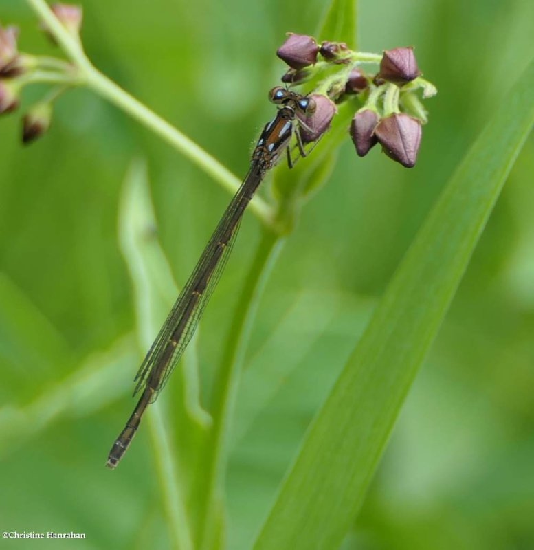 Fragile forktail  (Ischnura posita)