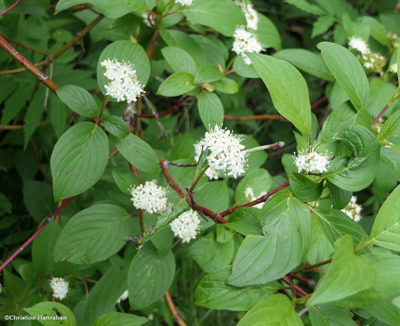 Red-osier dogwood (Cornus sericea)