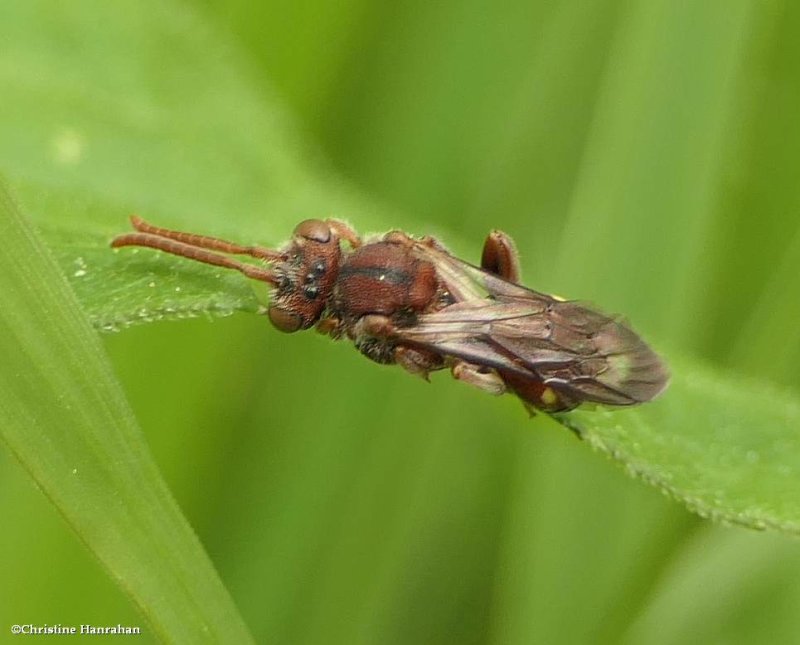 Nomad bee (LNomada)