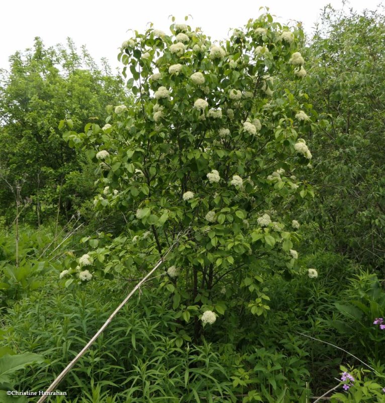 Nannyberry (Viburnum lentago)