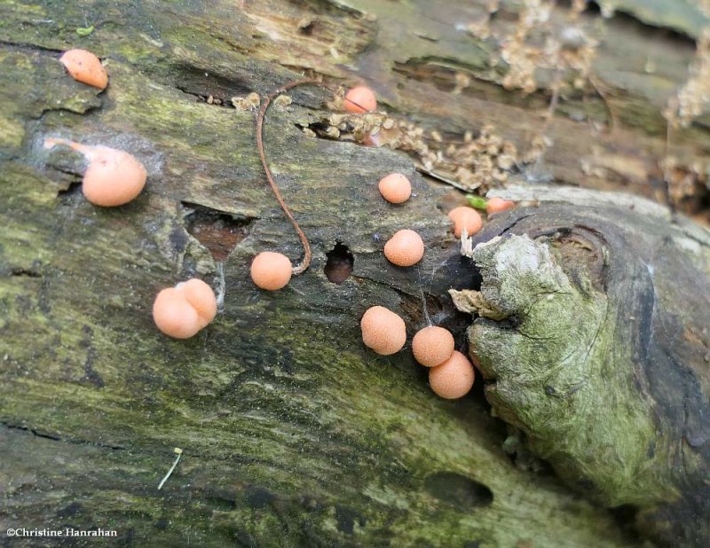 Wolf's milk slime mould (Lycogala epidendrum)