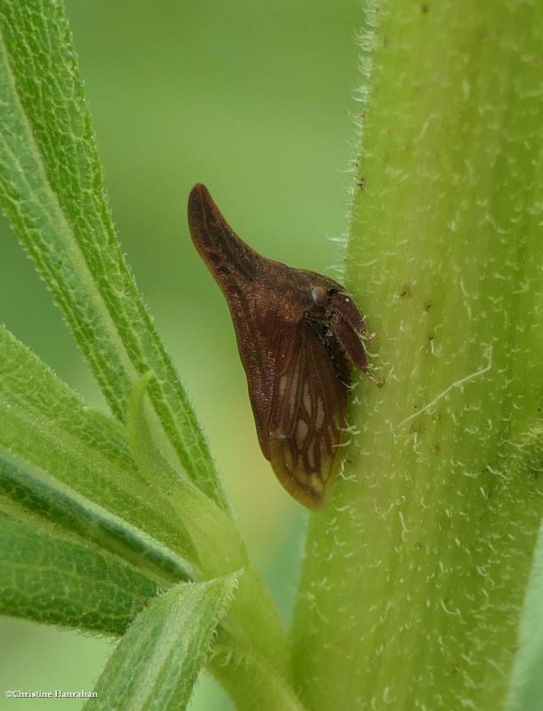 Treehopper  (Campylencha latipes)