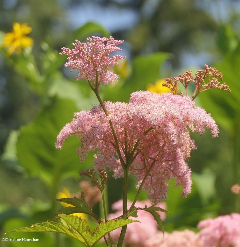 Queen of the prairie  (Filipendula rubra)
