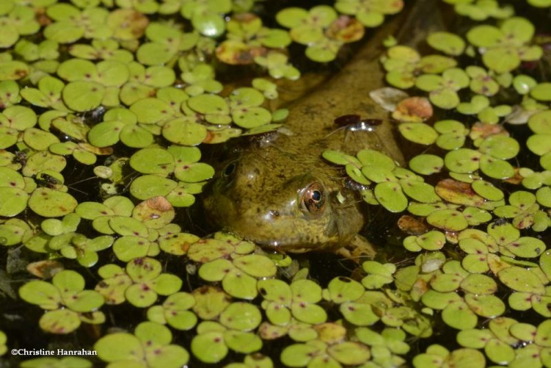 Green Frog  (Lithobates clamitans)