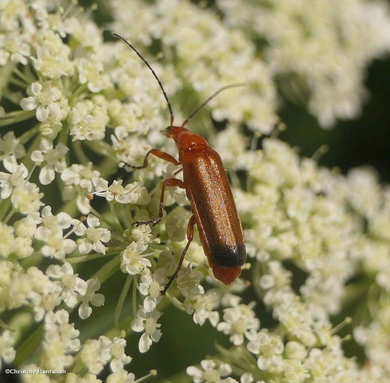 Soldier beetle (Rhagonycha fulva)