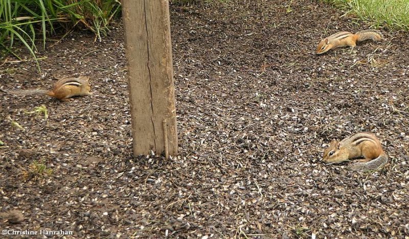 Eastern chipmunks (Tamias striatus)