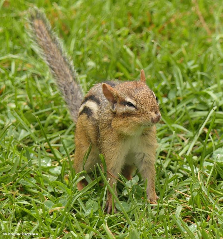 Eastern chipmunk (Tamias striatus)