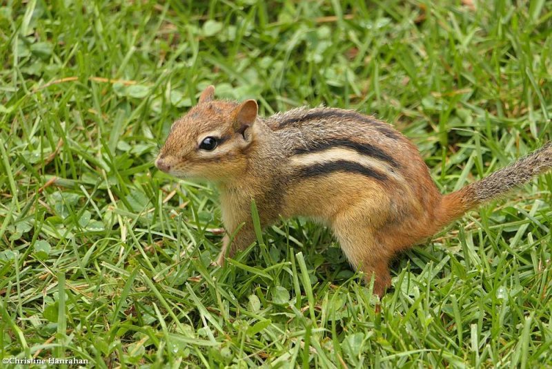 Eastern chipmunk (Tamias striatus )