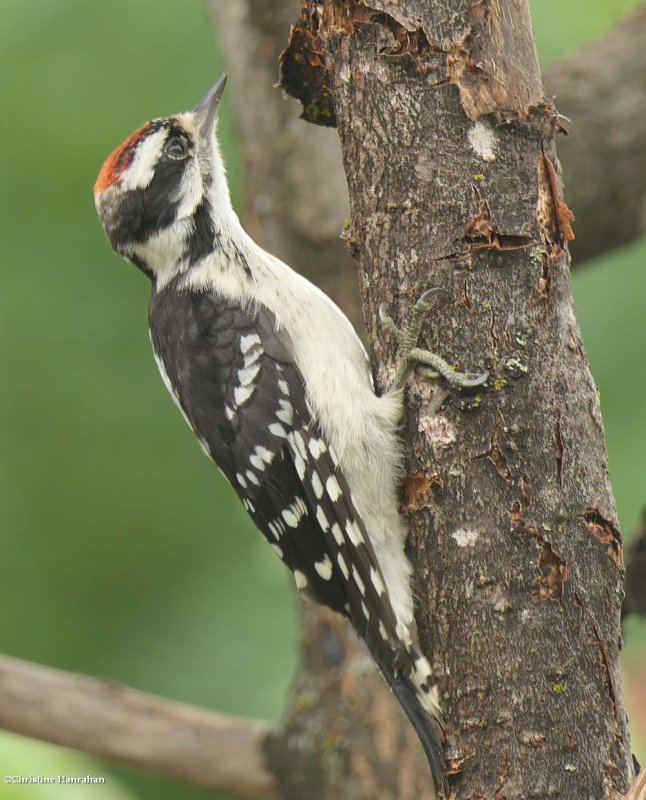 Downy woodpecker, male