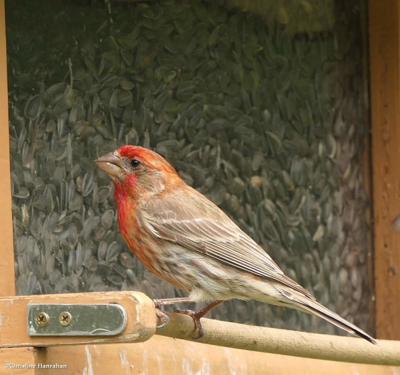 House finch, male