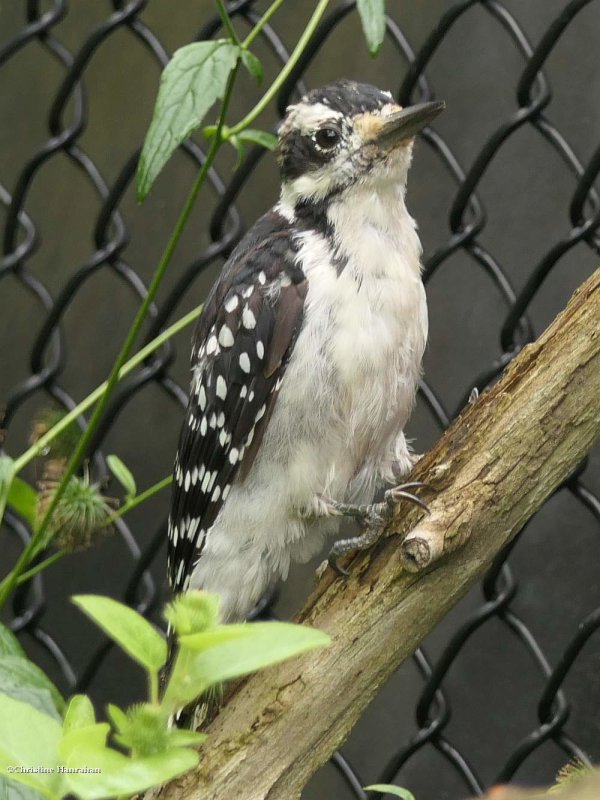 Hairy woodpecker, juvenile