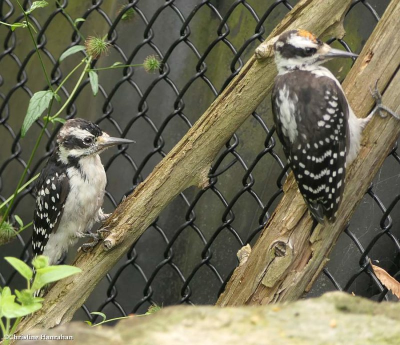 Hairy woodpeckers