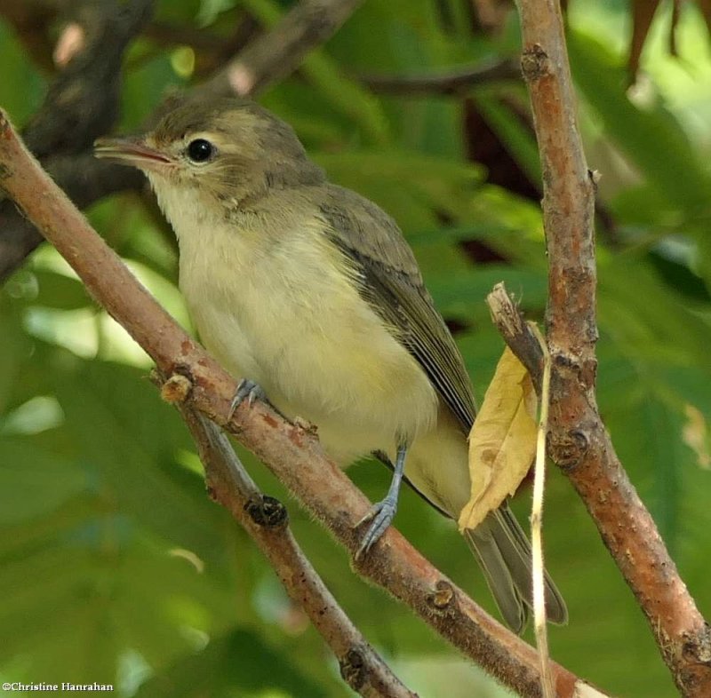 Warbling vireo